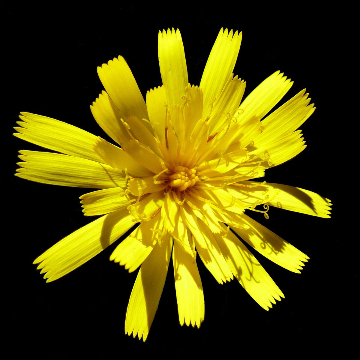Yellow flower of the daisy family on a black background