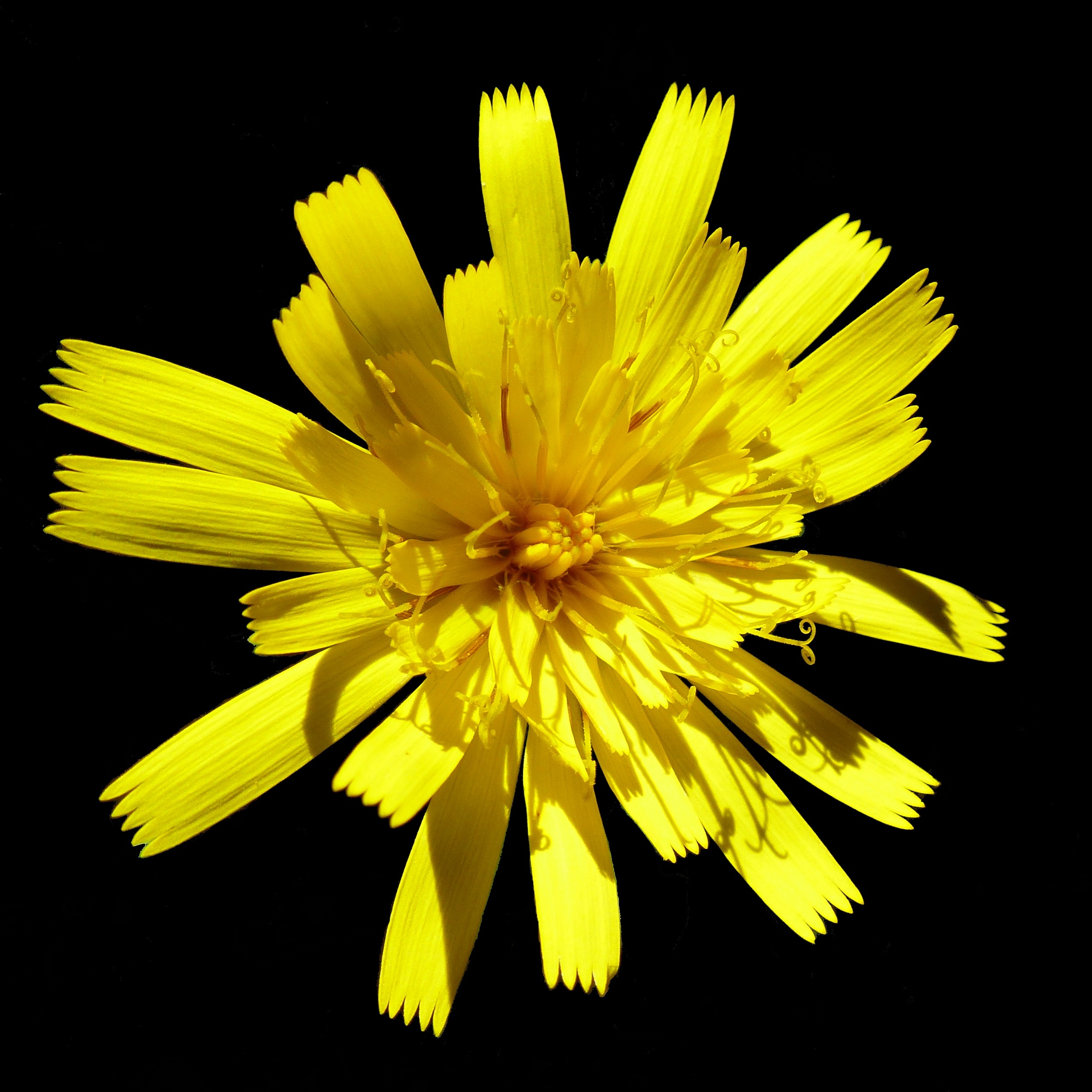 Желтый цветок из семейства маргариток на черном фоне