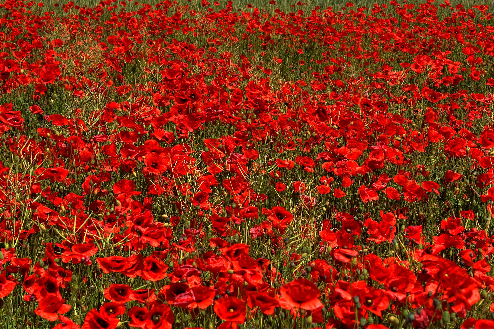 Бесплатное фото Летнее поле с красными цветами