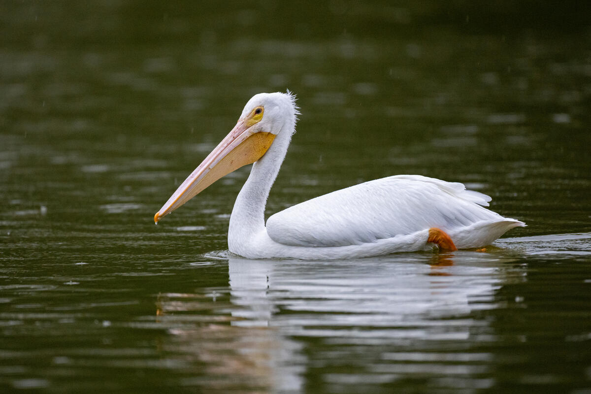 Пеликан плавает по реке