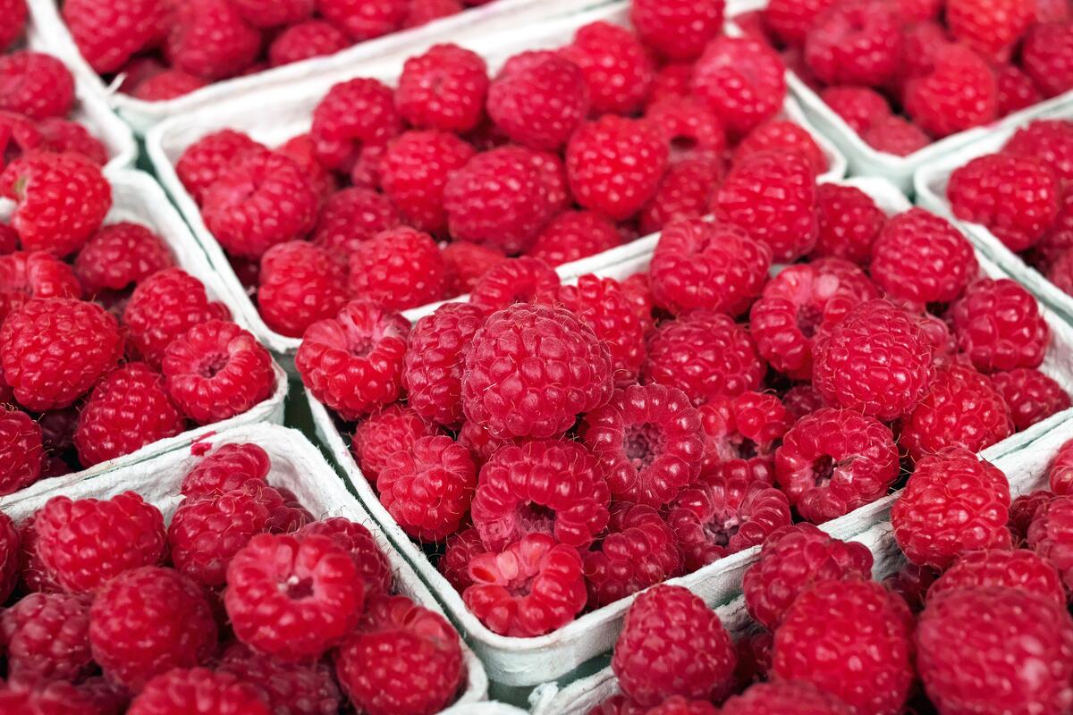 Red ripe raspberries