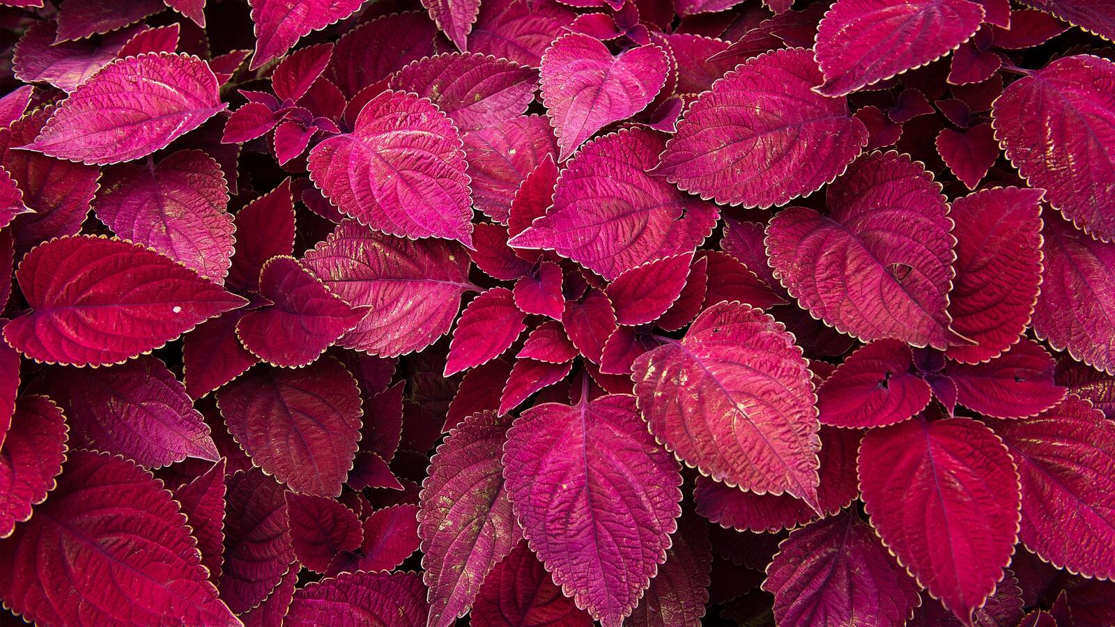 Wallpapers red plants pink on the desktop