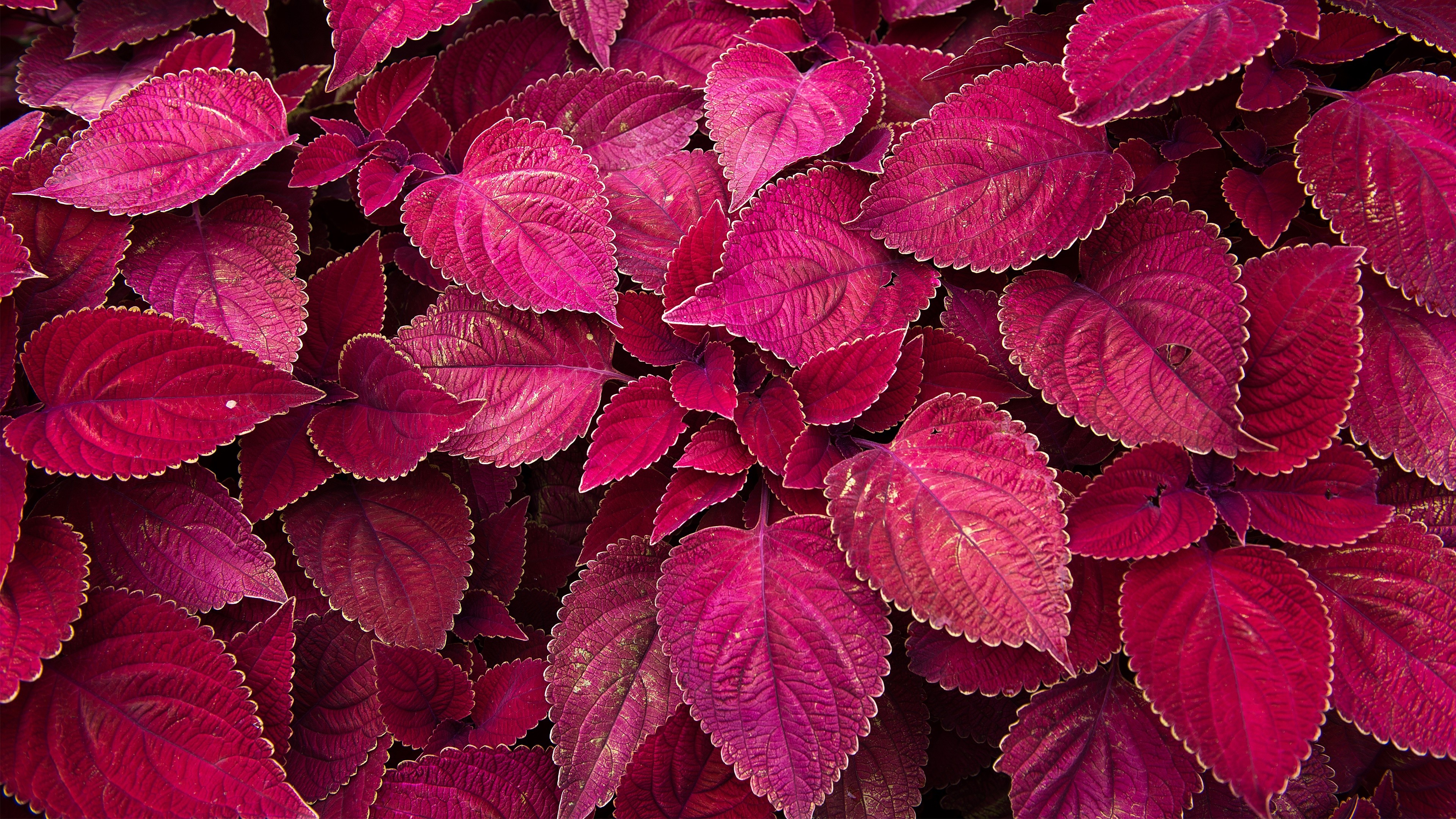 Wallpapers red plants pink on the desktop