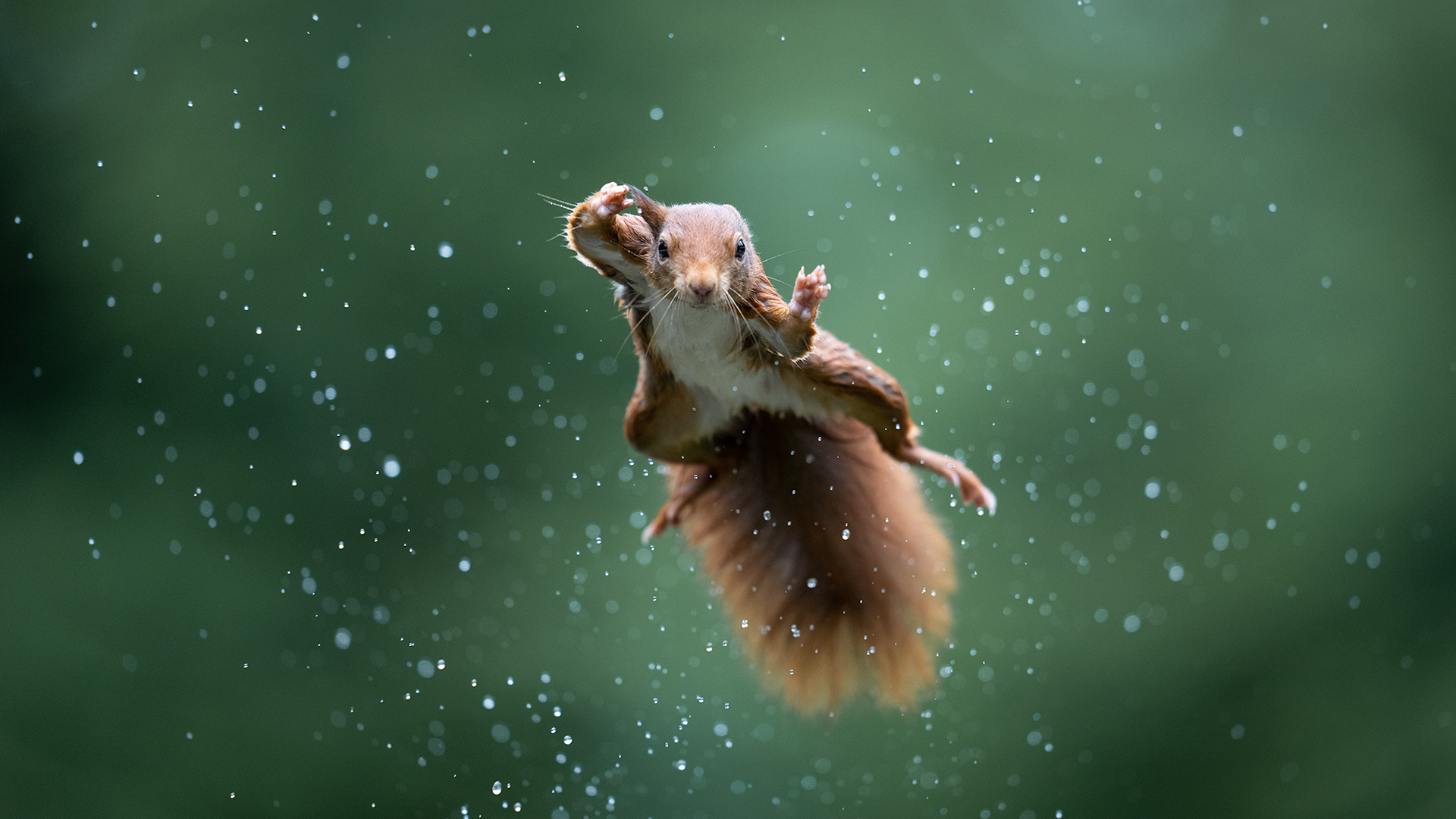 Cool squirrel in flight