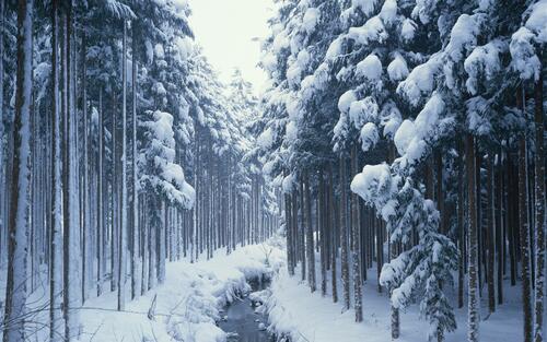 Winter forest with drainage channel during snowfall