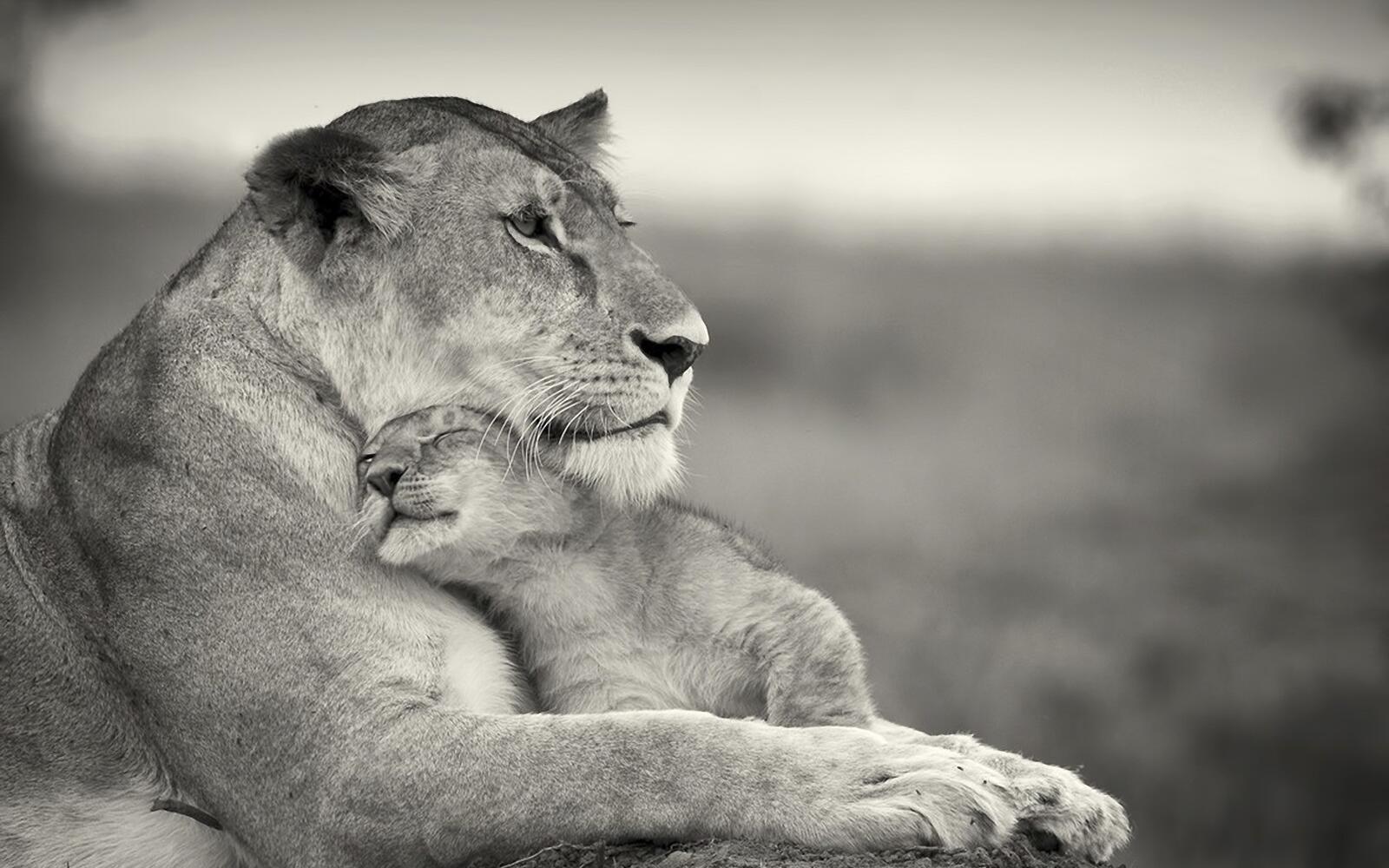Wallpapers animals baby animals lion on the desktop