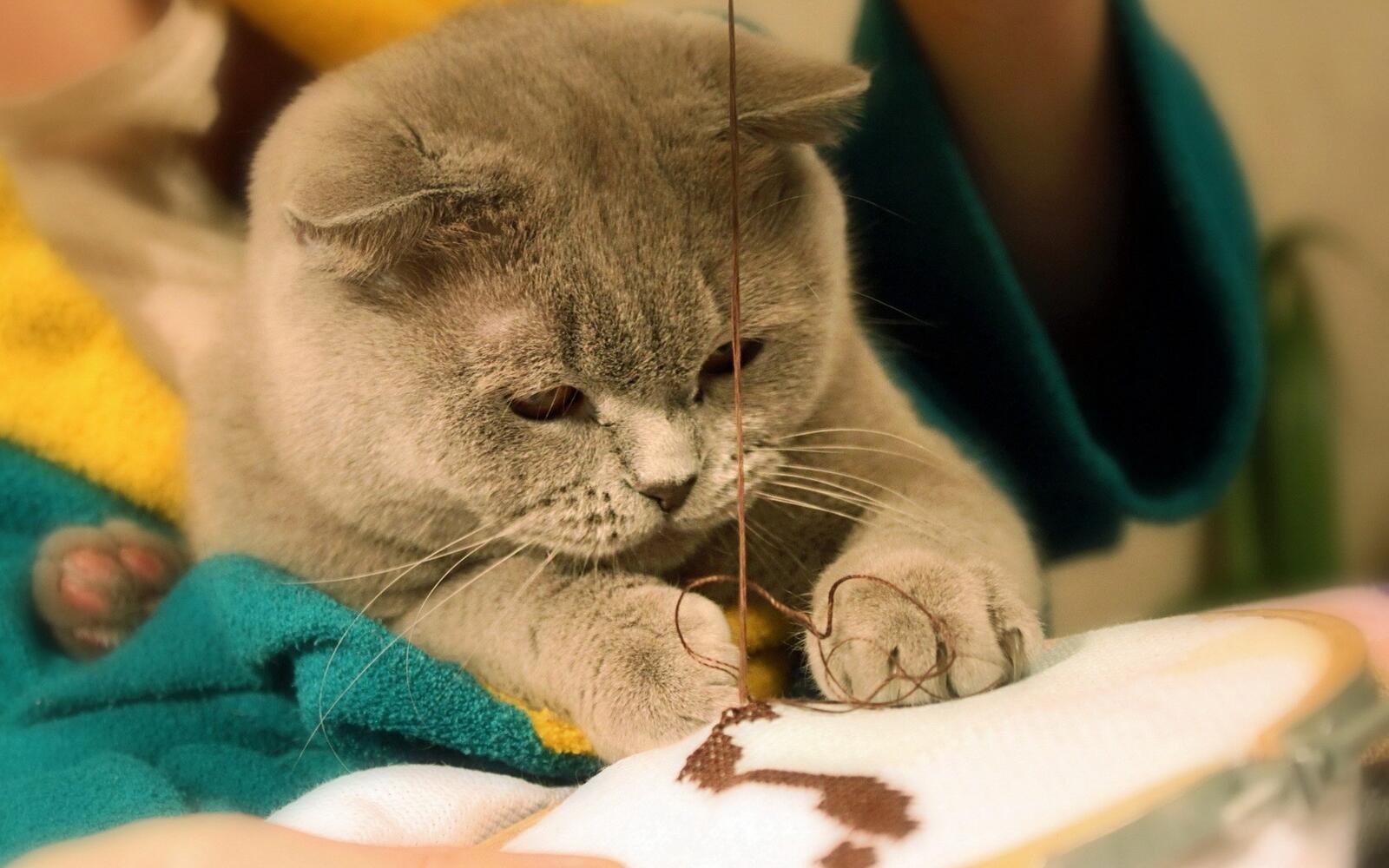 Бесплатное фото Милый пушистый британский котенок