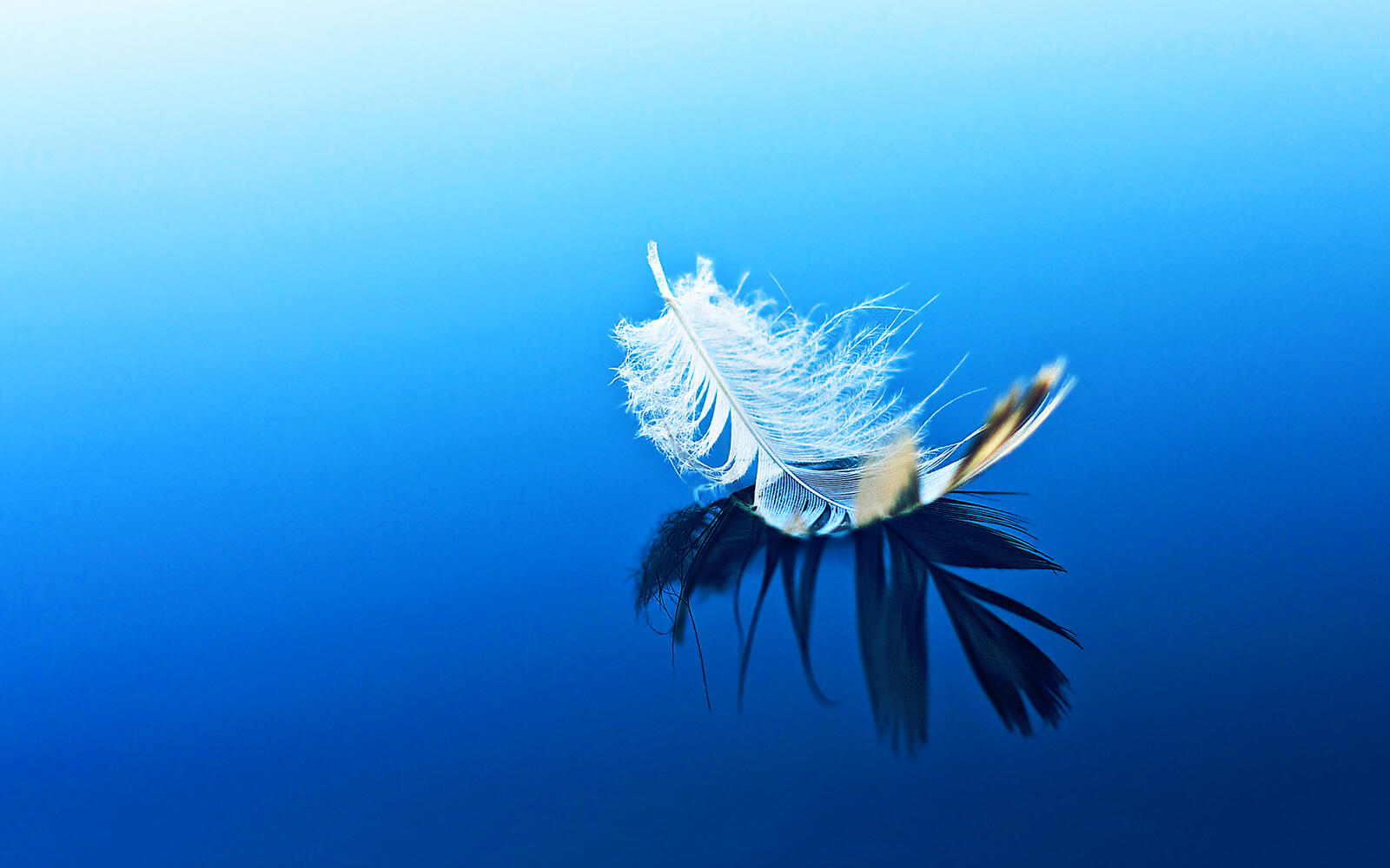 Free photo A white feather floats on the surface of the water