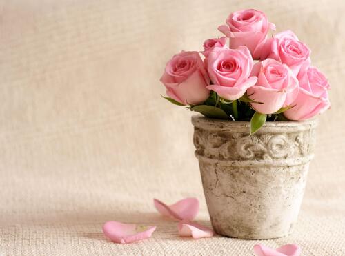 A clay pot with pink roses.