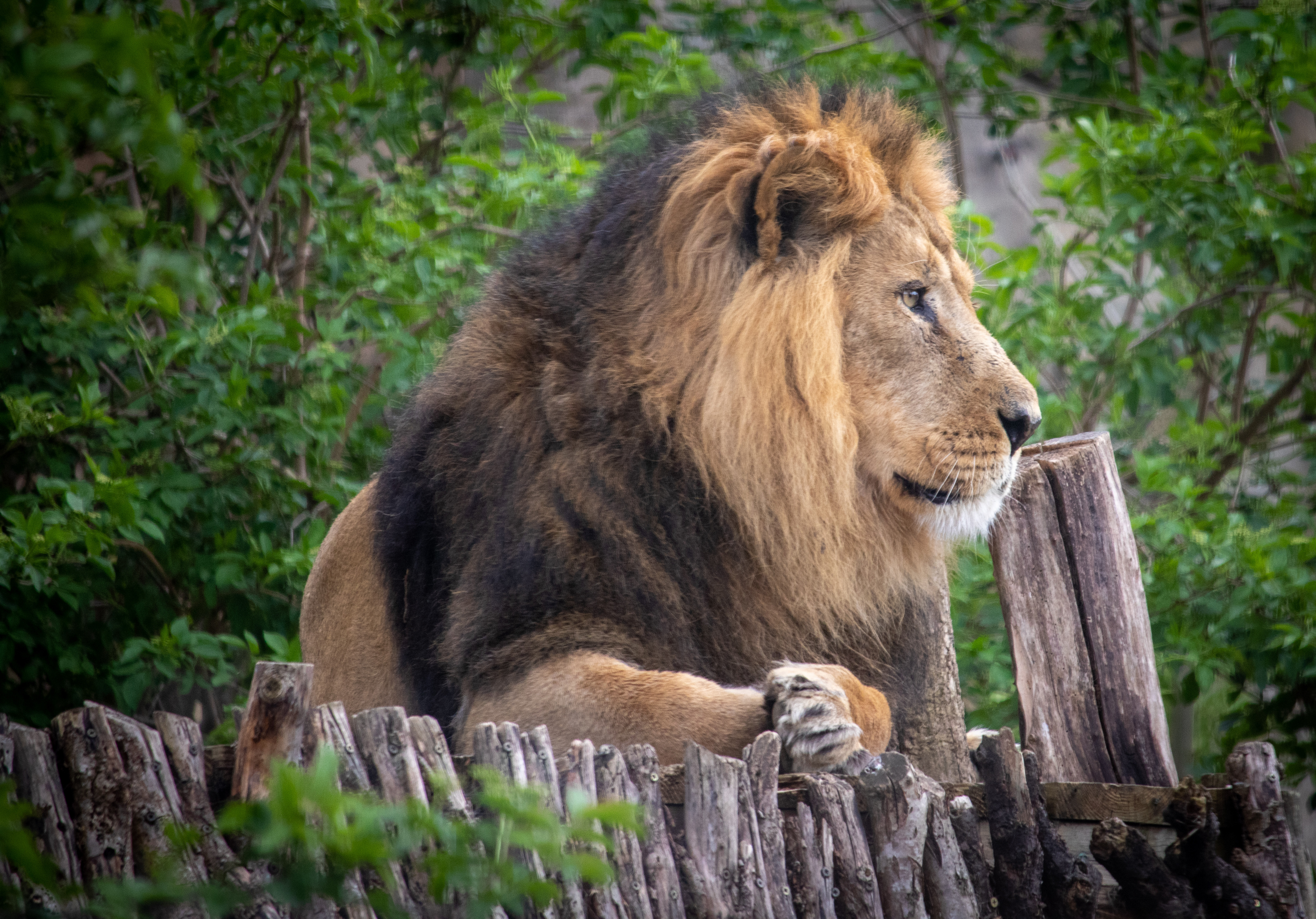 Free photo A lion with a thick black mane