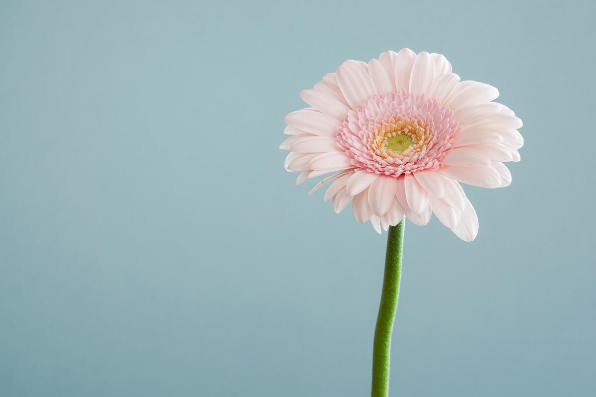A pink flower of the daisy family.