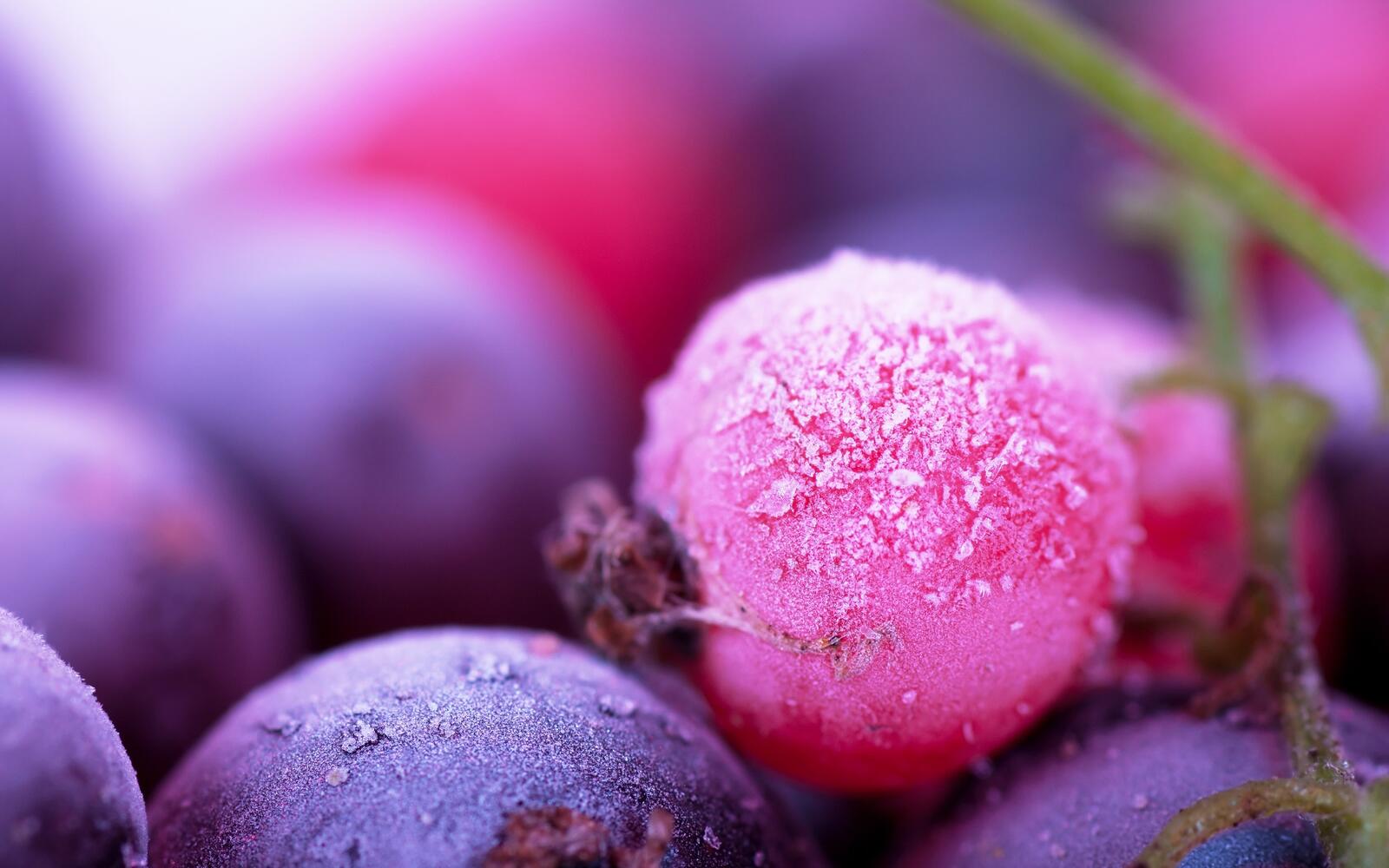 Бесплатное фото Замороженная ягода черники