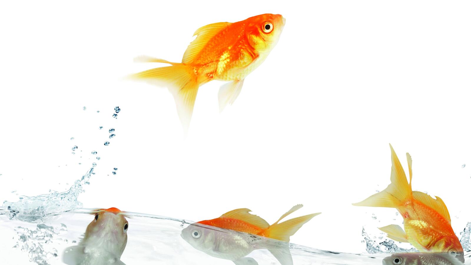Free photo Goldfish in the water on a white background