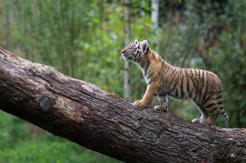 Tiger cub walks on a fallen tree