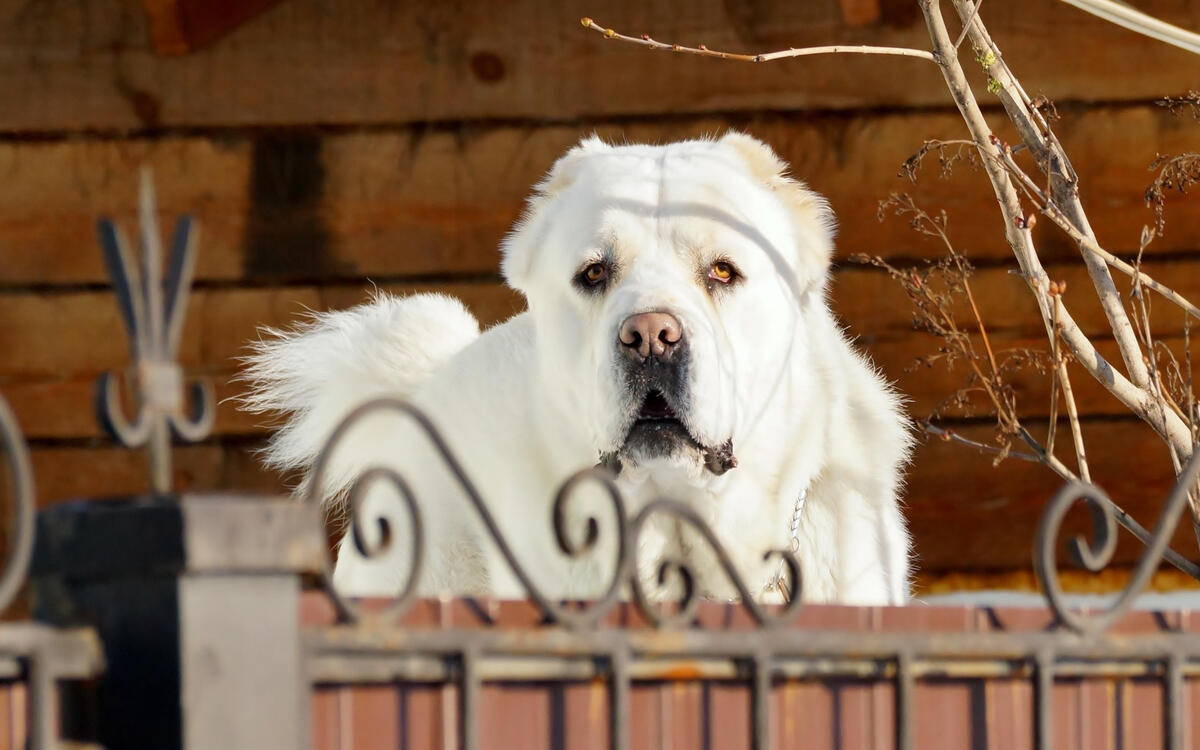 Белая большая собака за ограждением