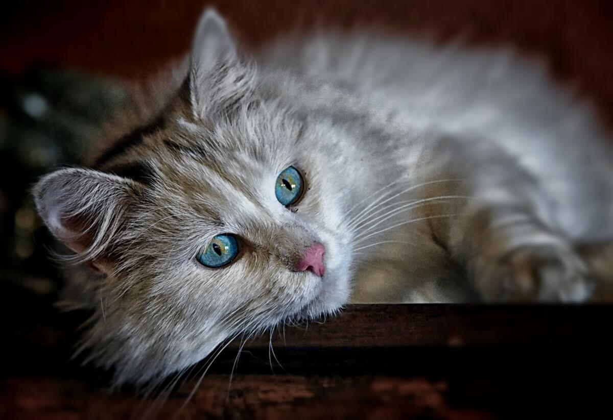 Fluffy blue-eyed cat.