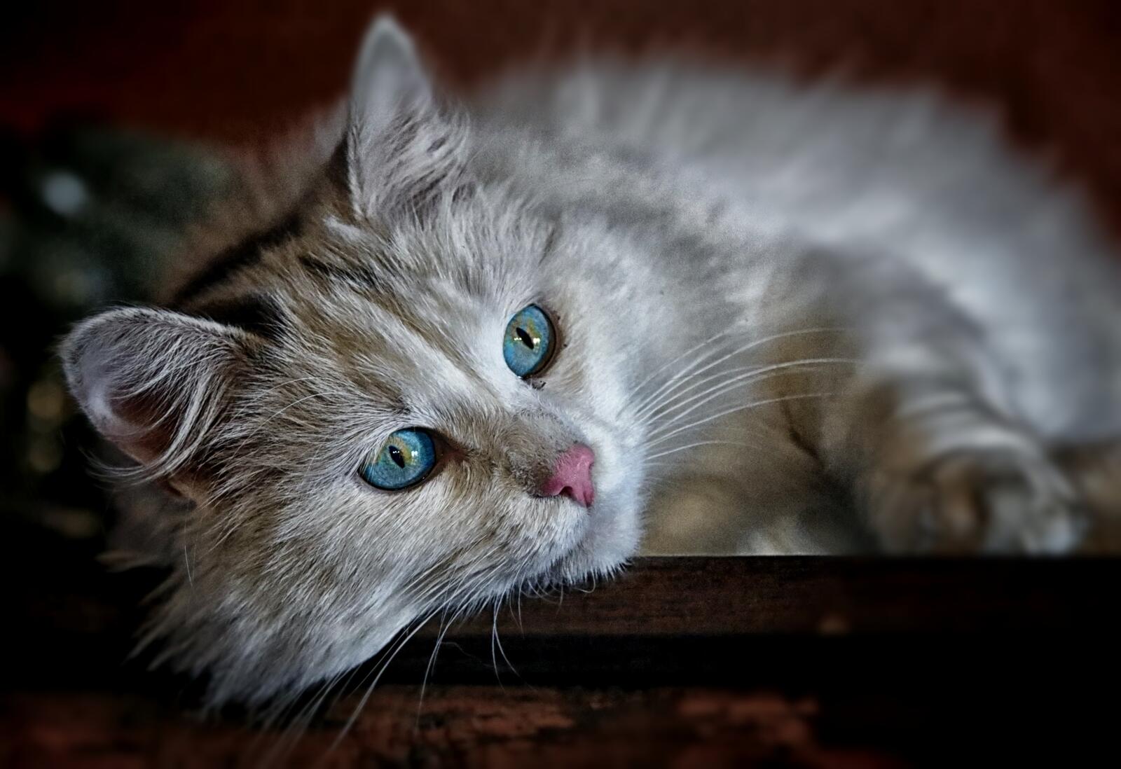 Пушистая голубоглазая кошка