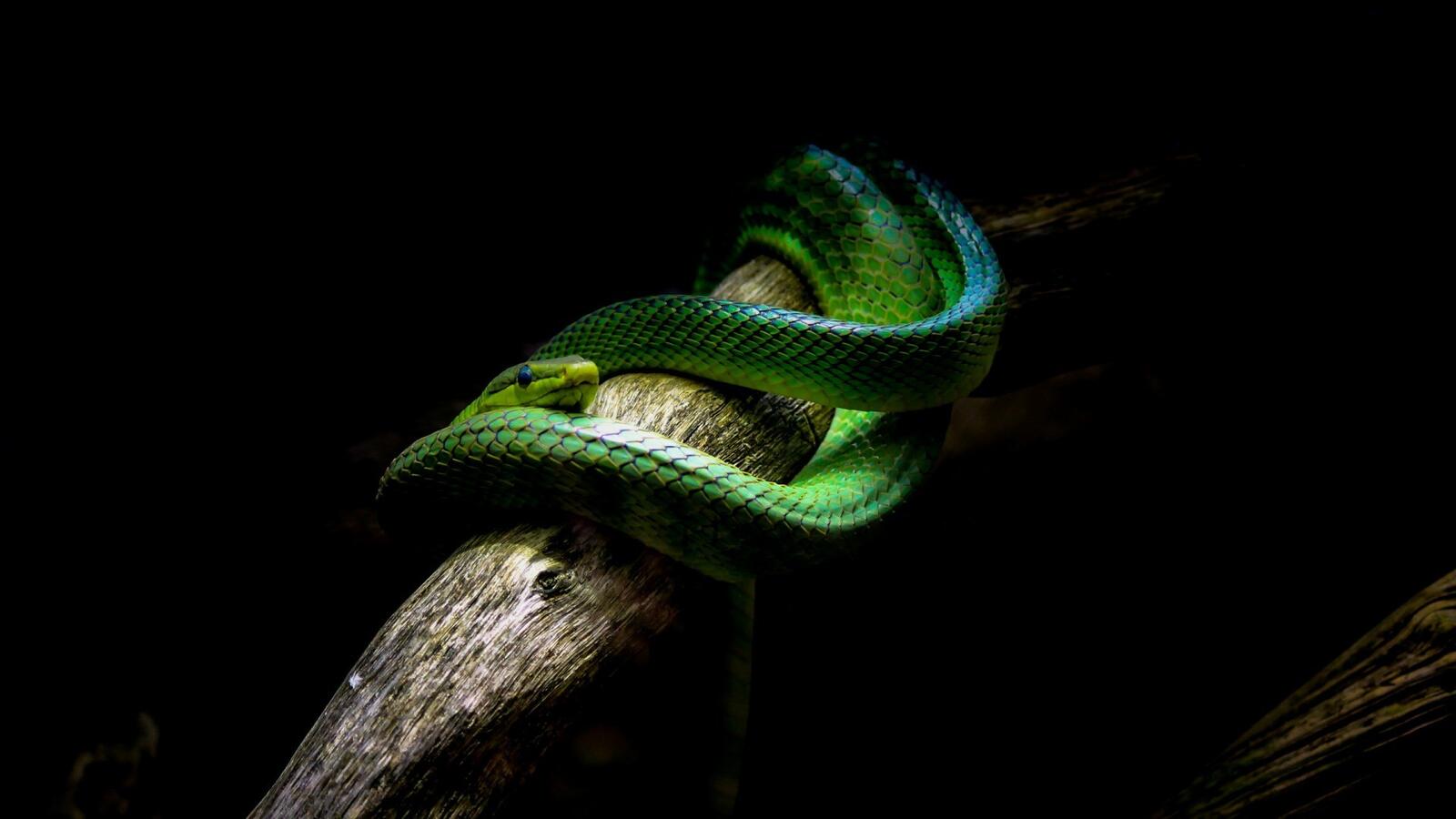 Free photo A green scary snake on a branch.