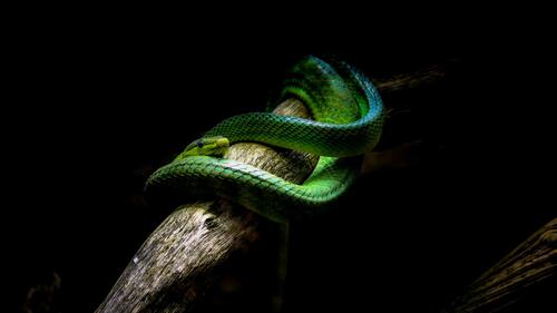 Зеленая страшная змея на ветке
