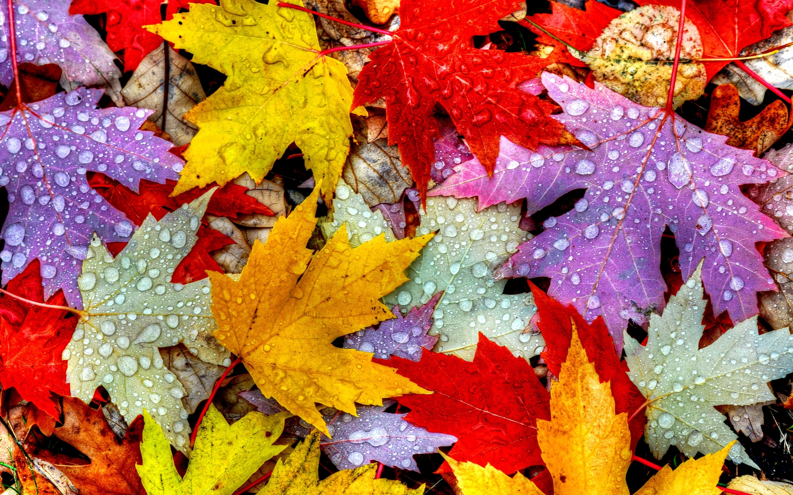 Colored leaves in the rain