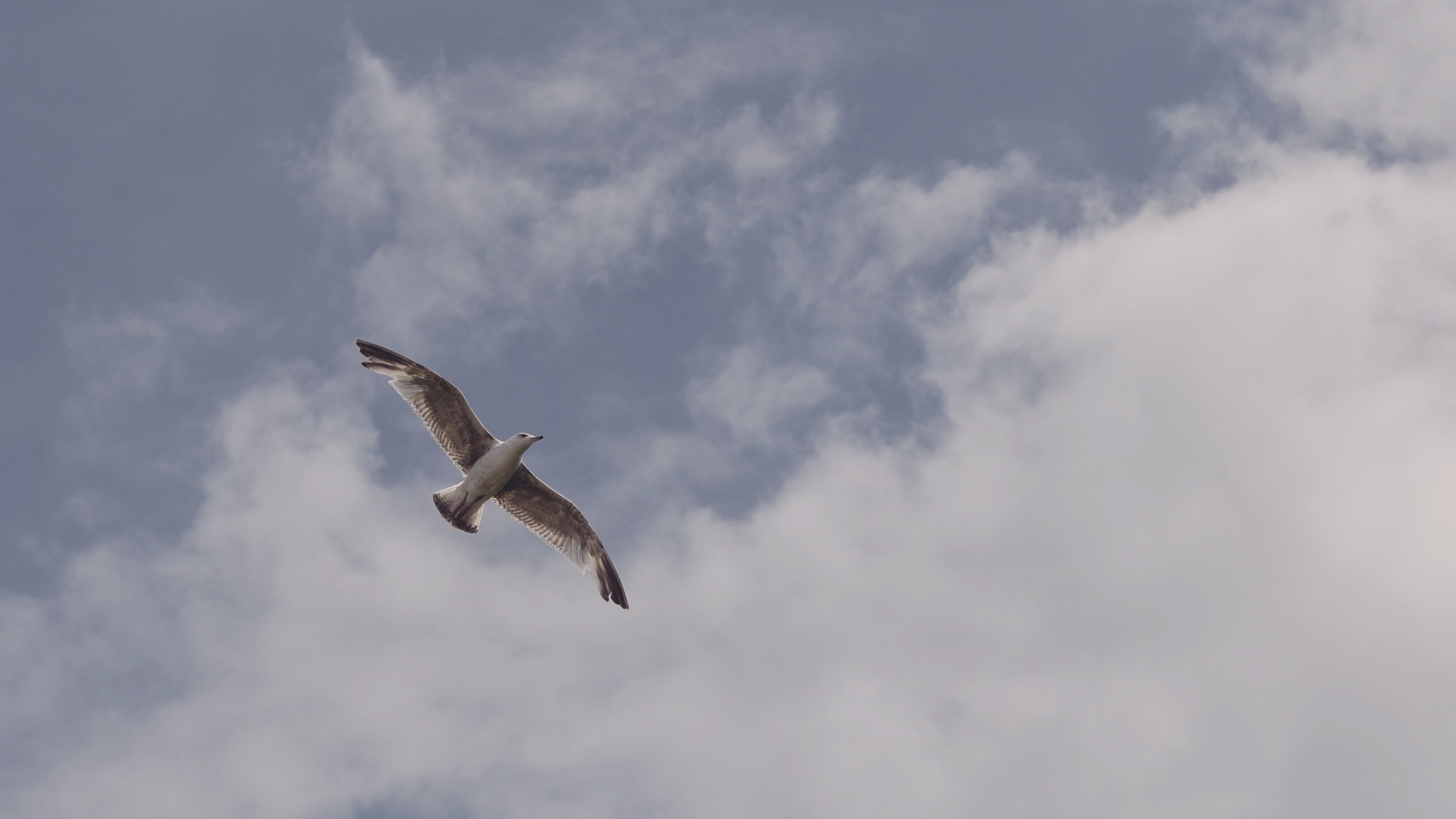 Фото бесплатно птица, крыло, облако