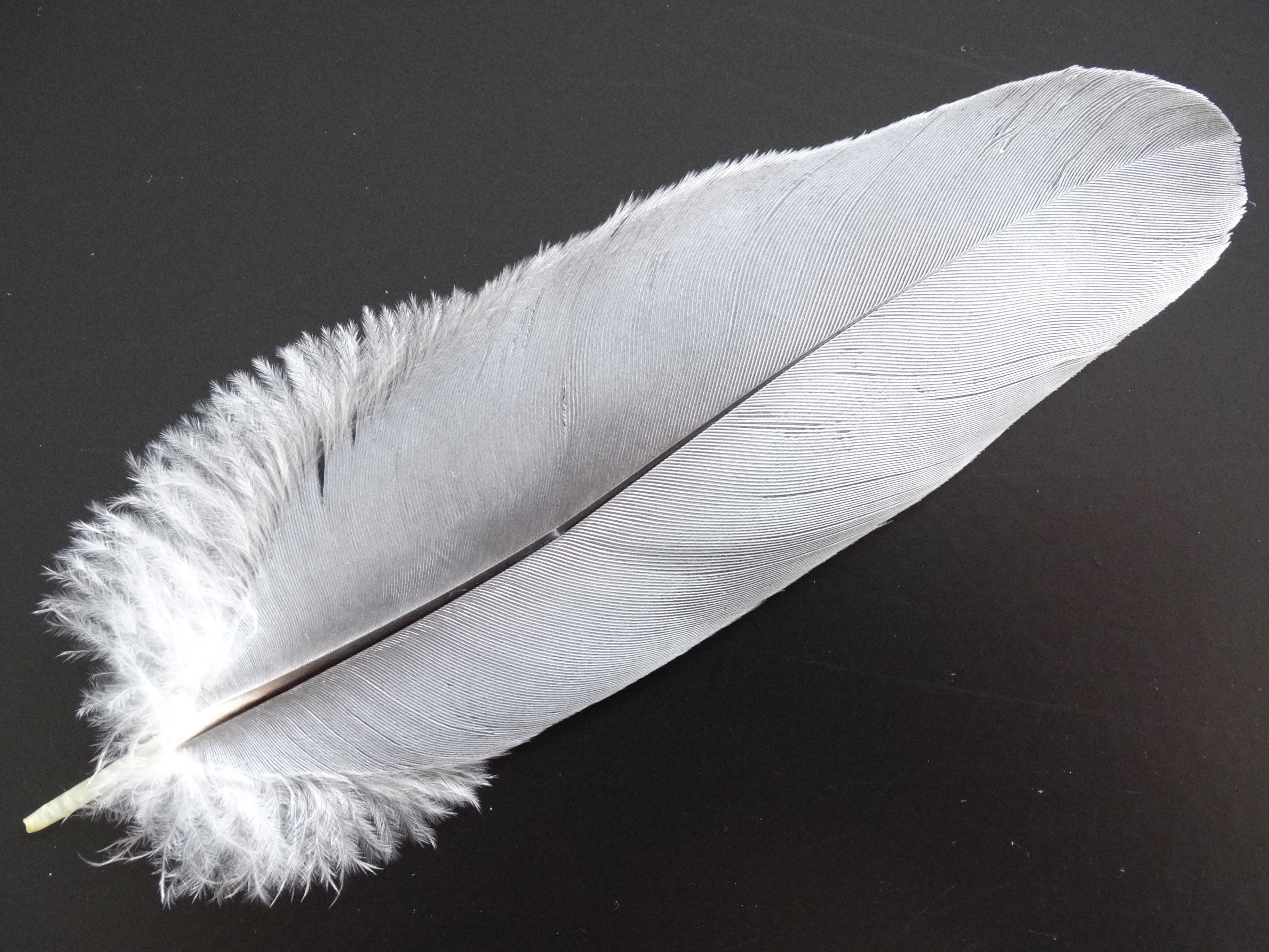 Free photo White feather