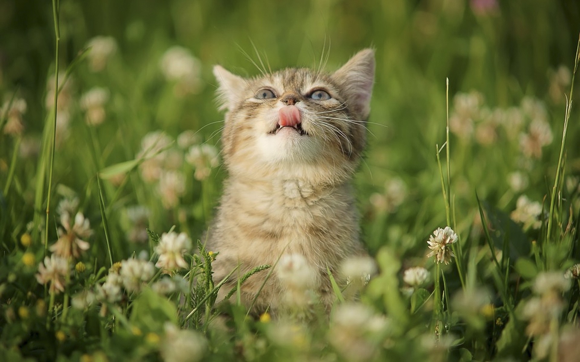免费照片草地上的小猫