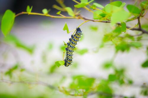 A large caterpillar crawls along a branch