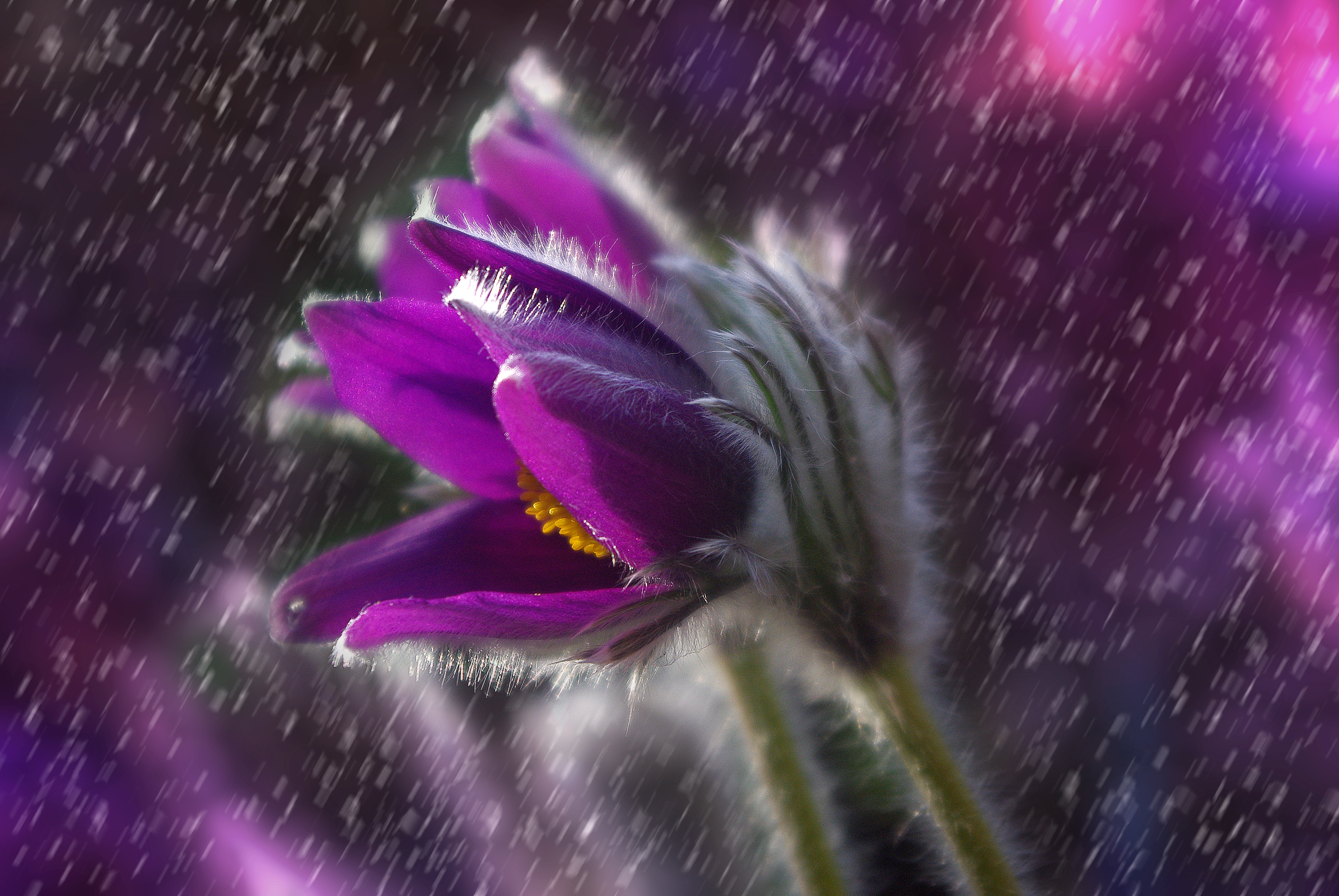 Обои природа, цветок, растение, дождь, фиолетовый, лепесток, цветения - бесплатные картинки на Fonwall