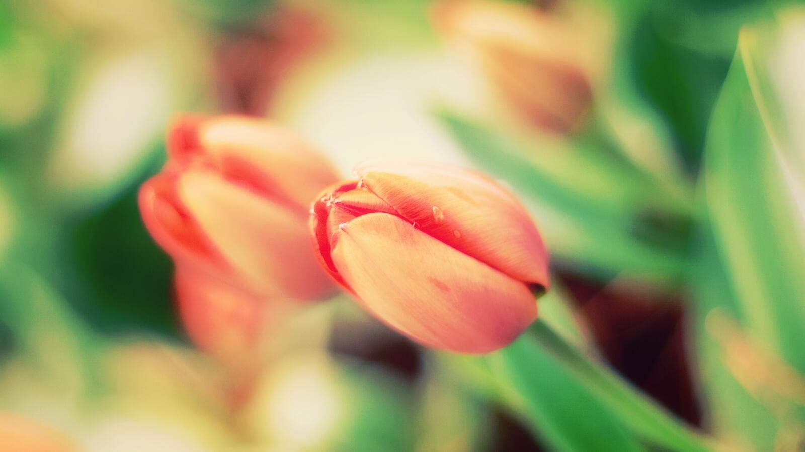 Free photo Orange tulips