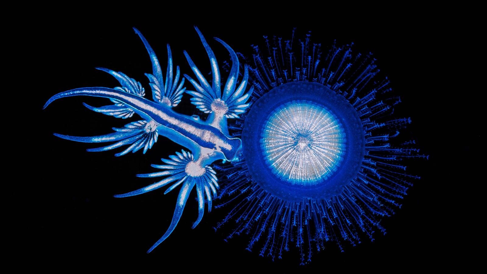 Free photo Drawing plankton in the depths of the ocean