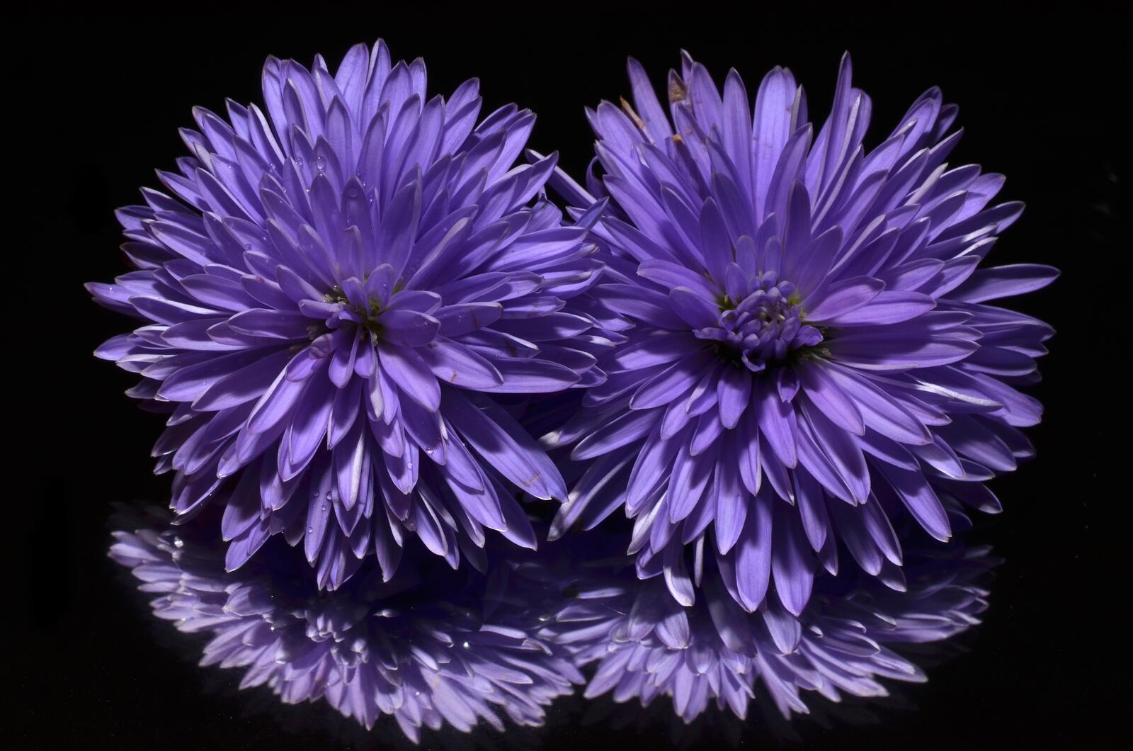 Обои растение цветок фиолетовый на рабочий стол
