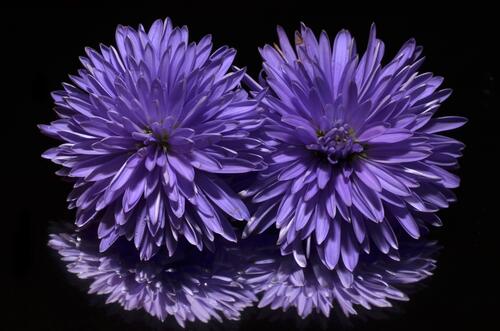 растение цветок фиолетовый