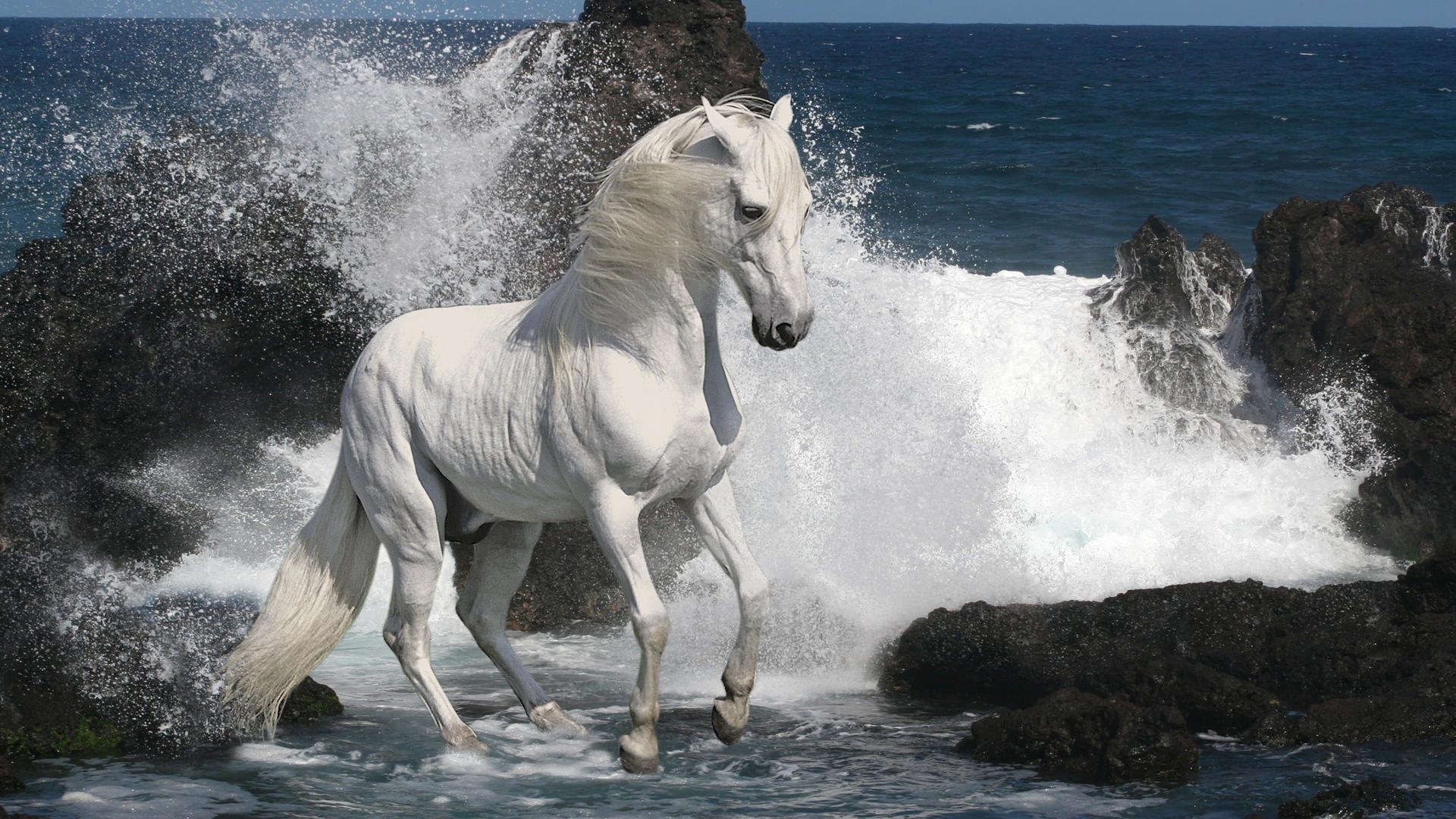 Free photo A white horse against the background of waves at the rocky seashore