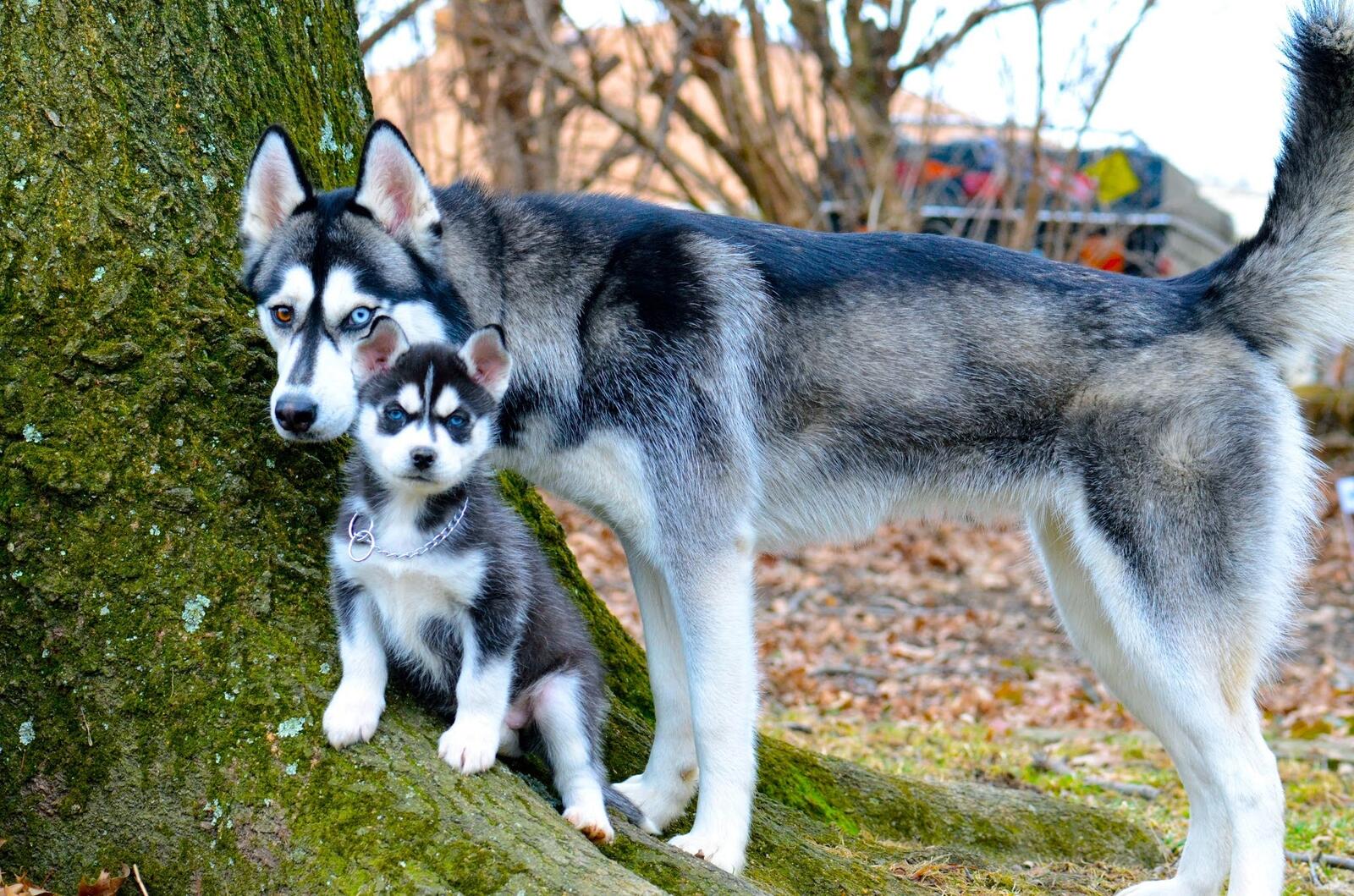 Free photo Husky mom with her puppy