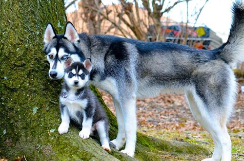 Husky mom with her puppy