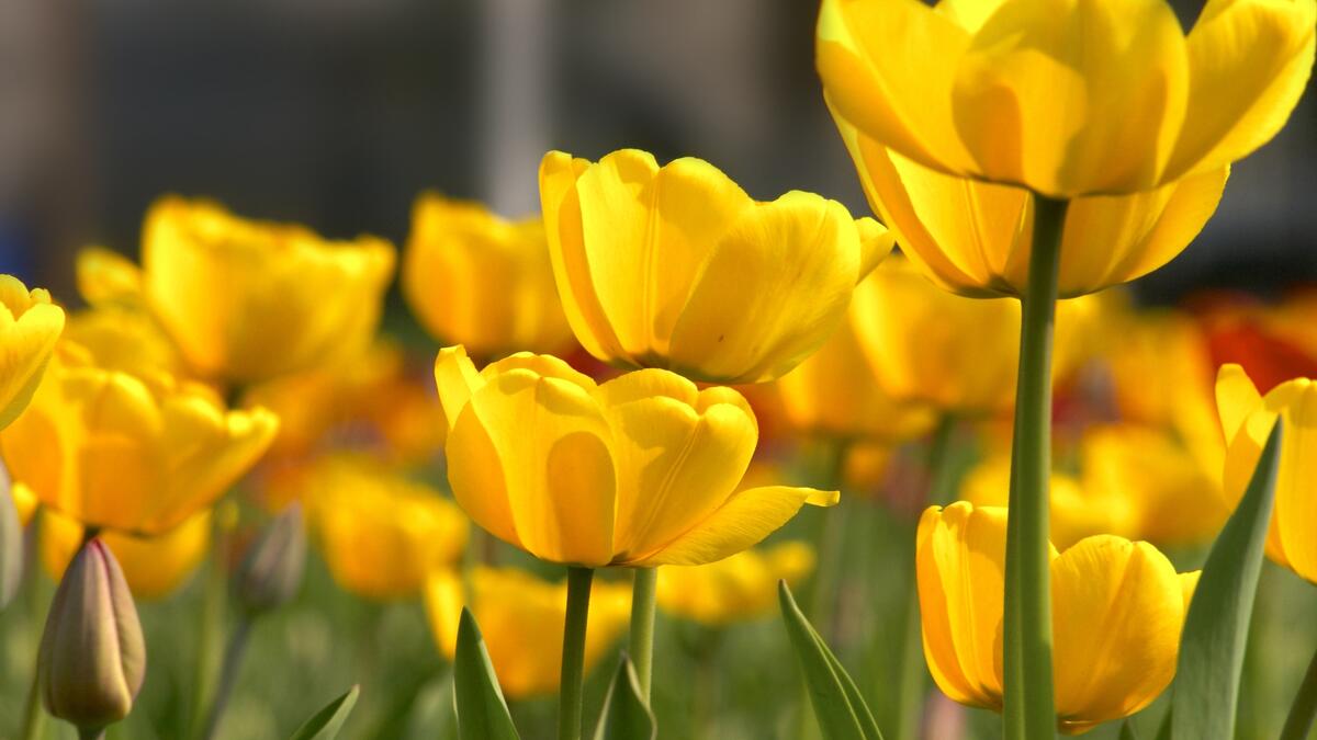A large field of yellow tulips