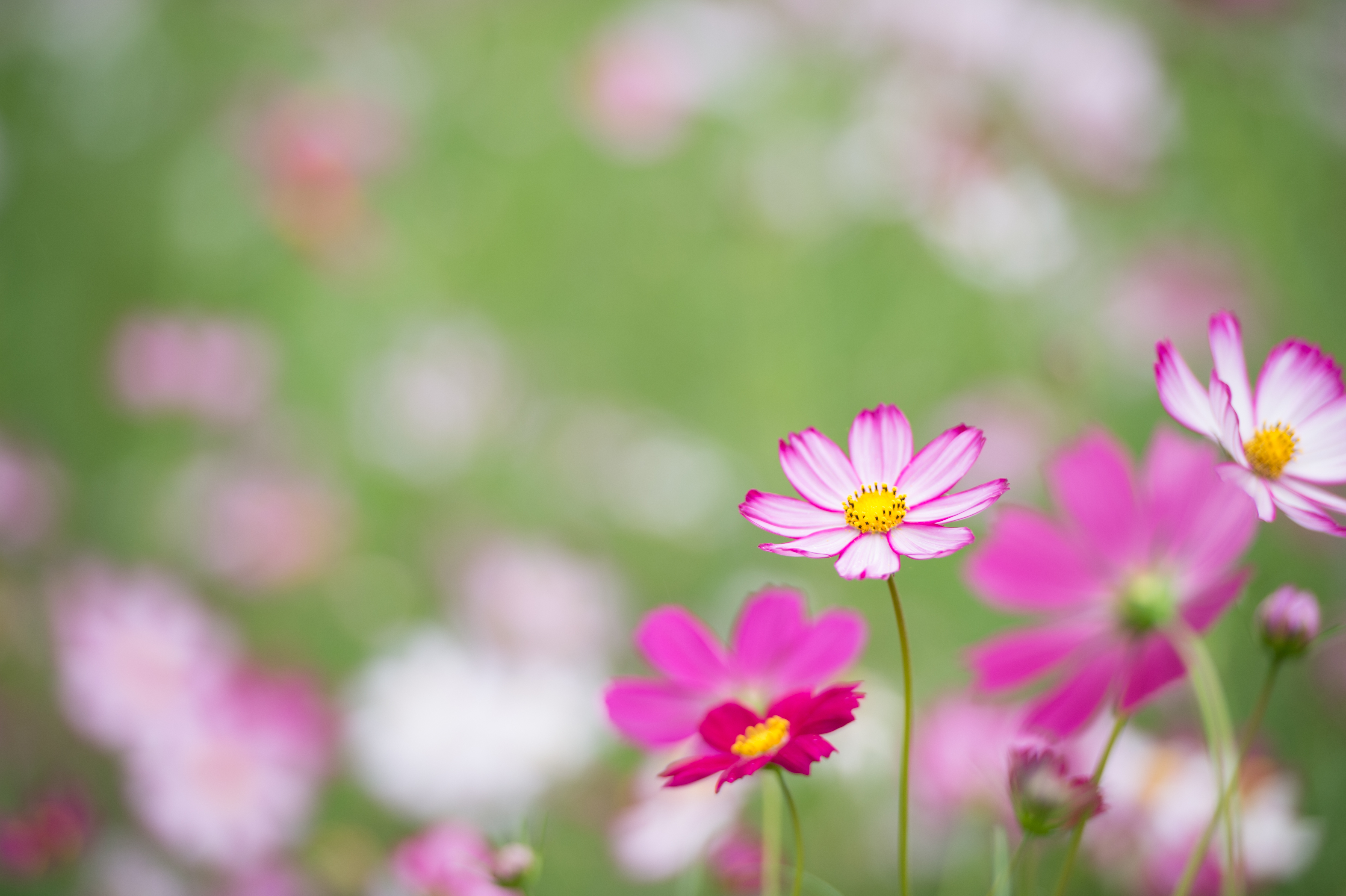 Free photo A field of small pink flowers