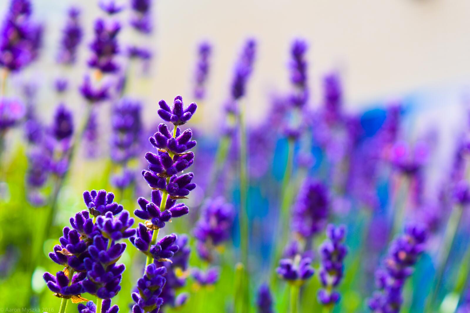 Free photo A field of purple lavender