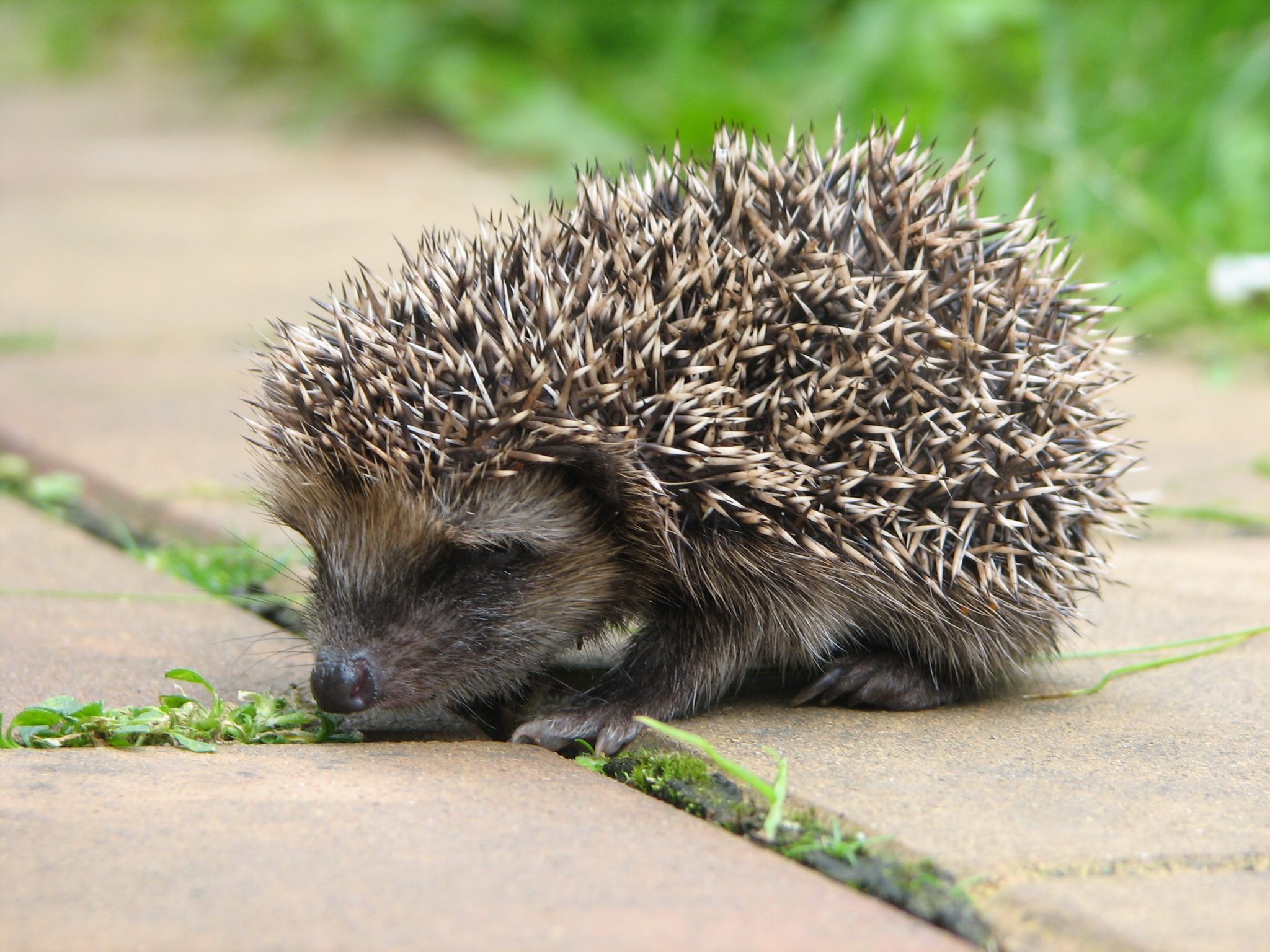A hedgehog sits on a stone tile