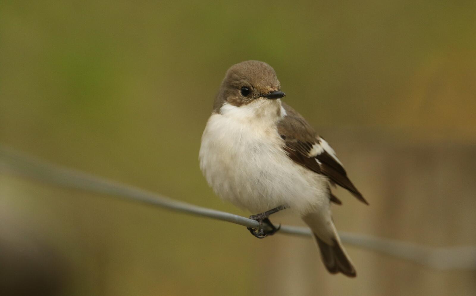 免费照片一只小鸟被铁丝网套住了。