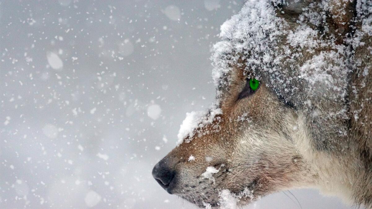A wolf with green eyes and snow on his face.
