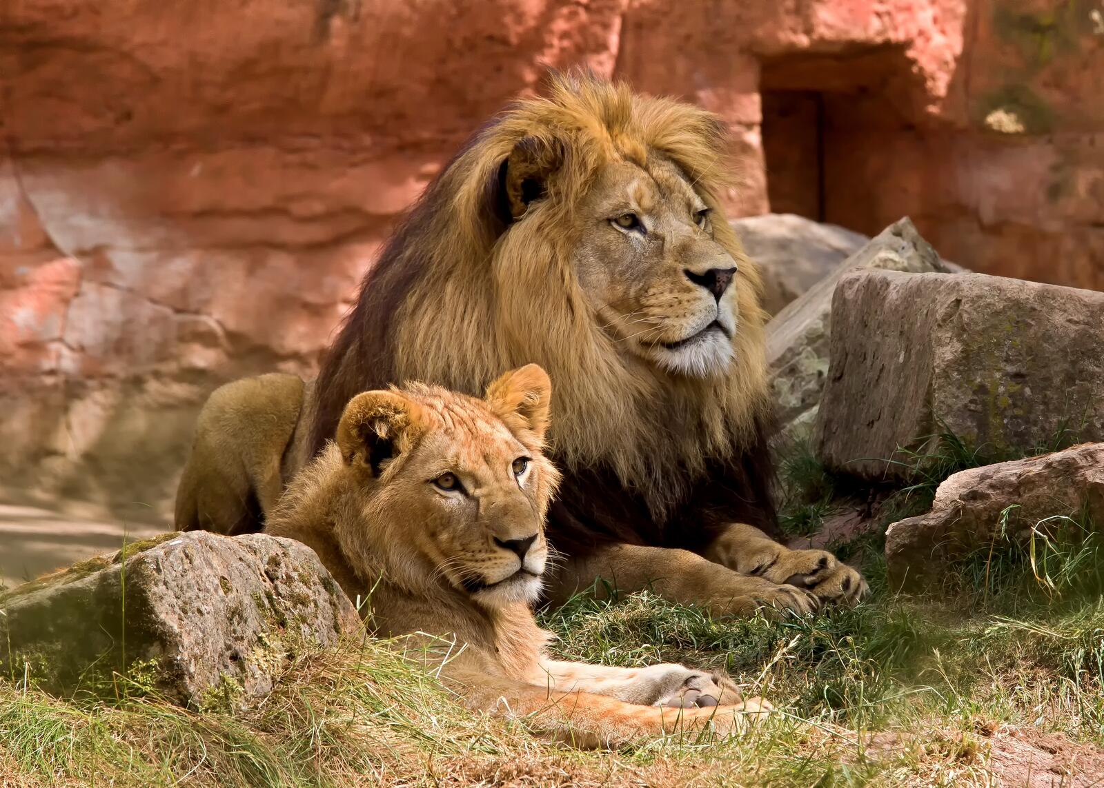 Бесплатное фото Семья львов в заповеднике