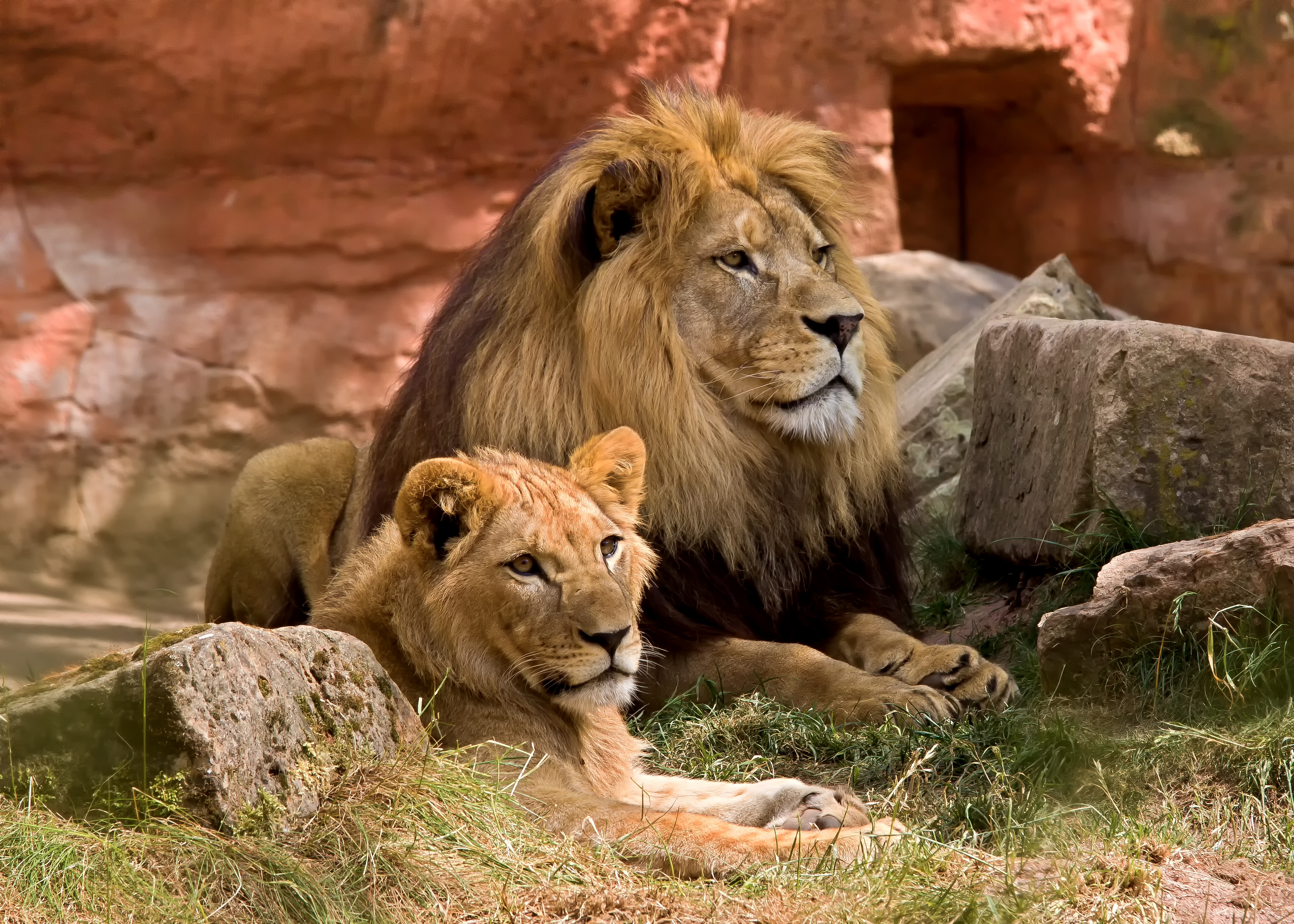 免费照片保护区里的狮子家族