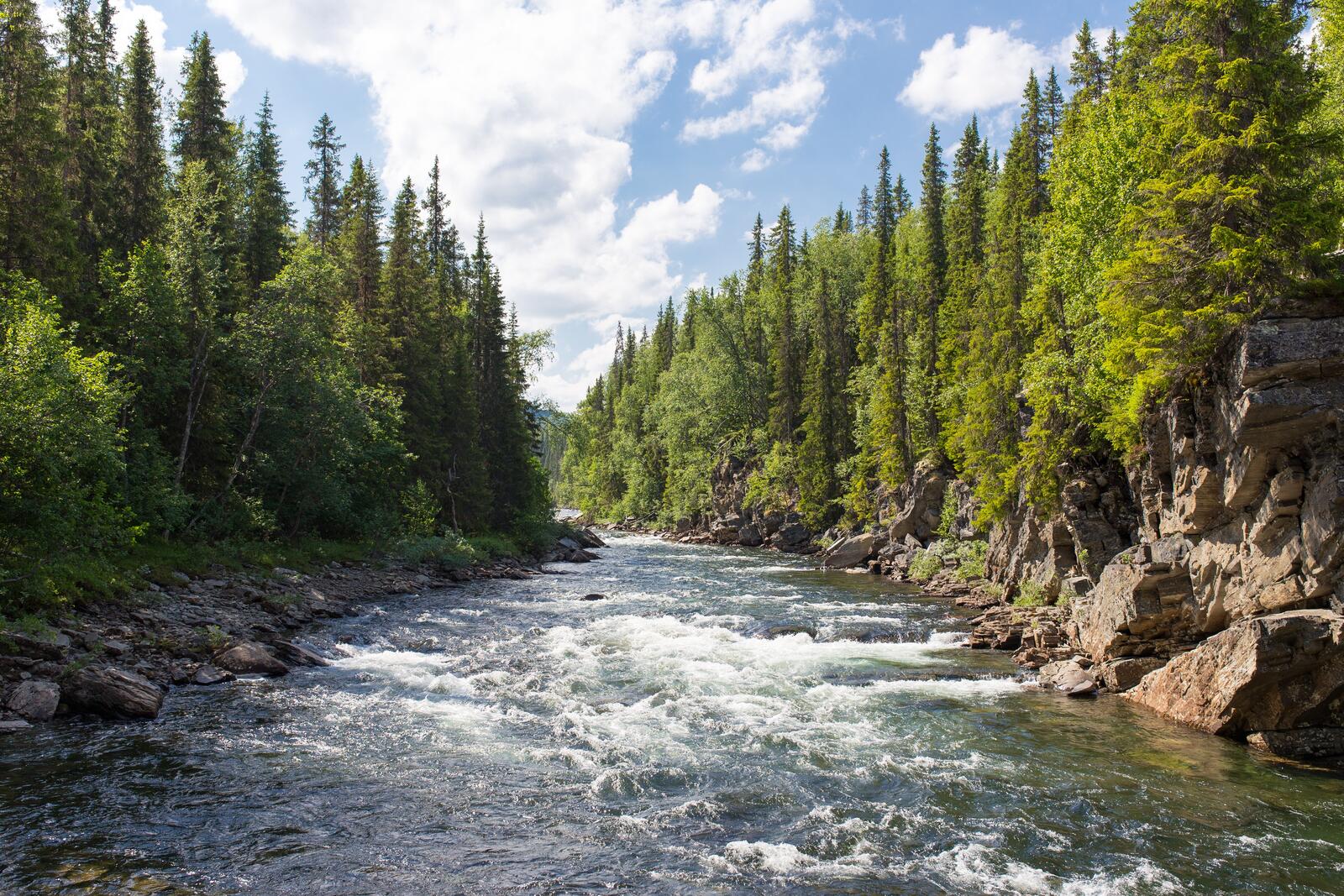 Free photo Wallpaper with a strong river flow among the trees