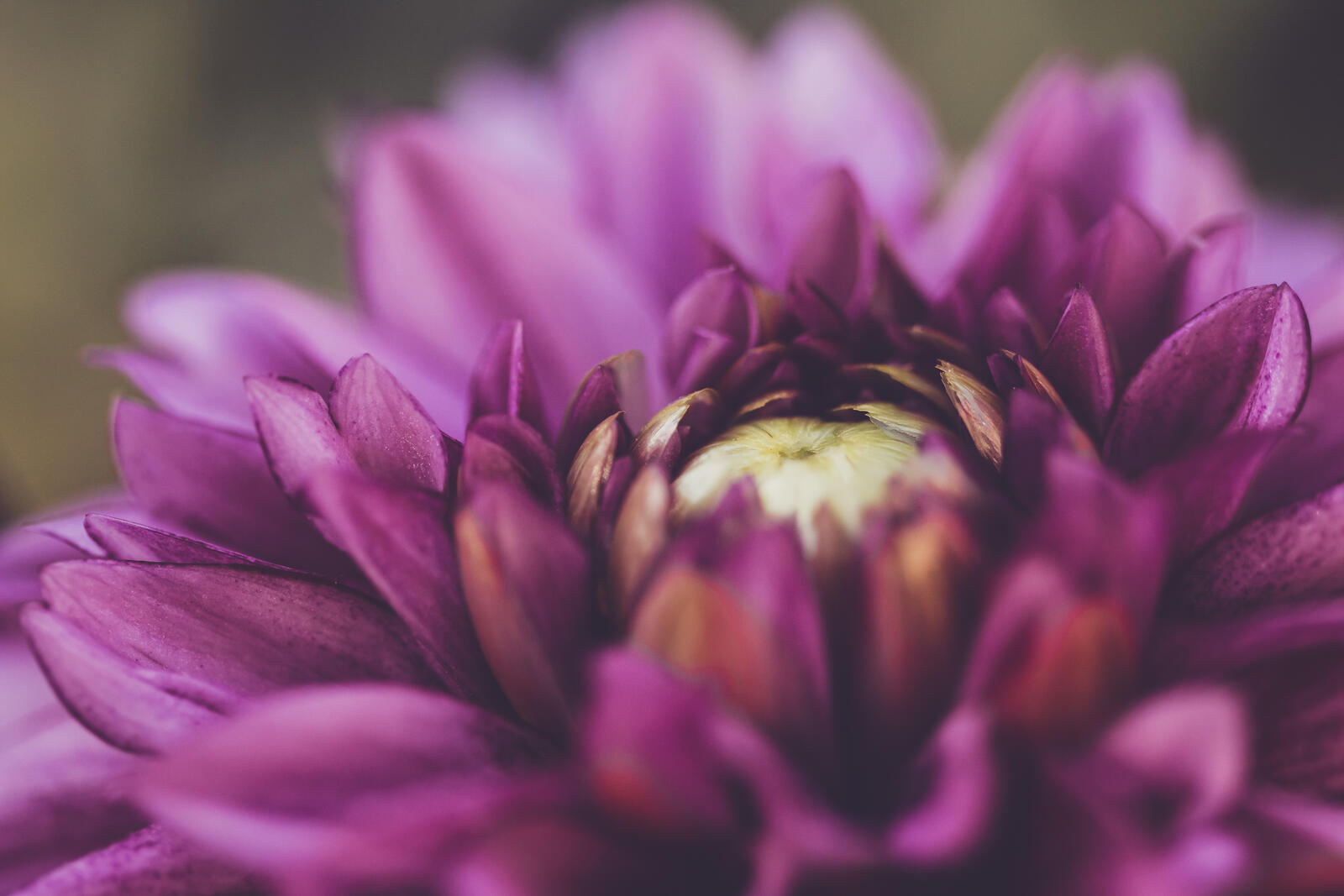Бесплатное фото Обои фиолетовый цветок крупным планом