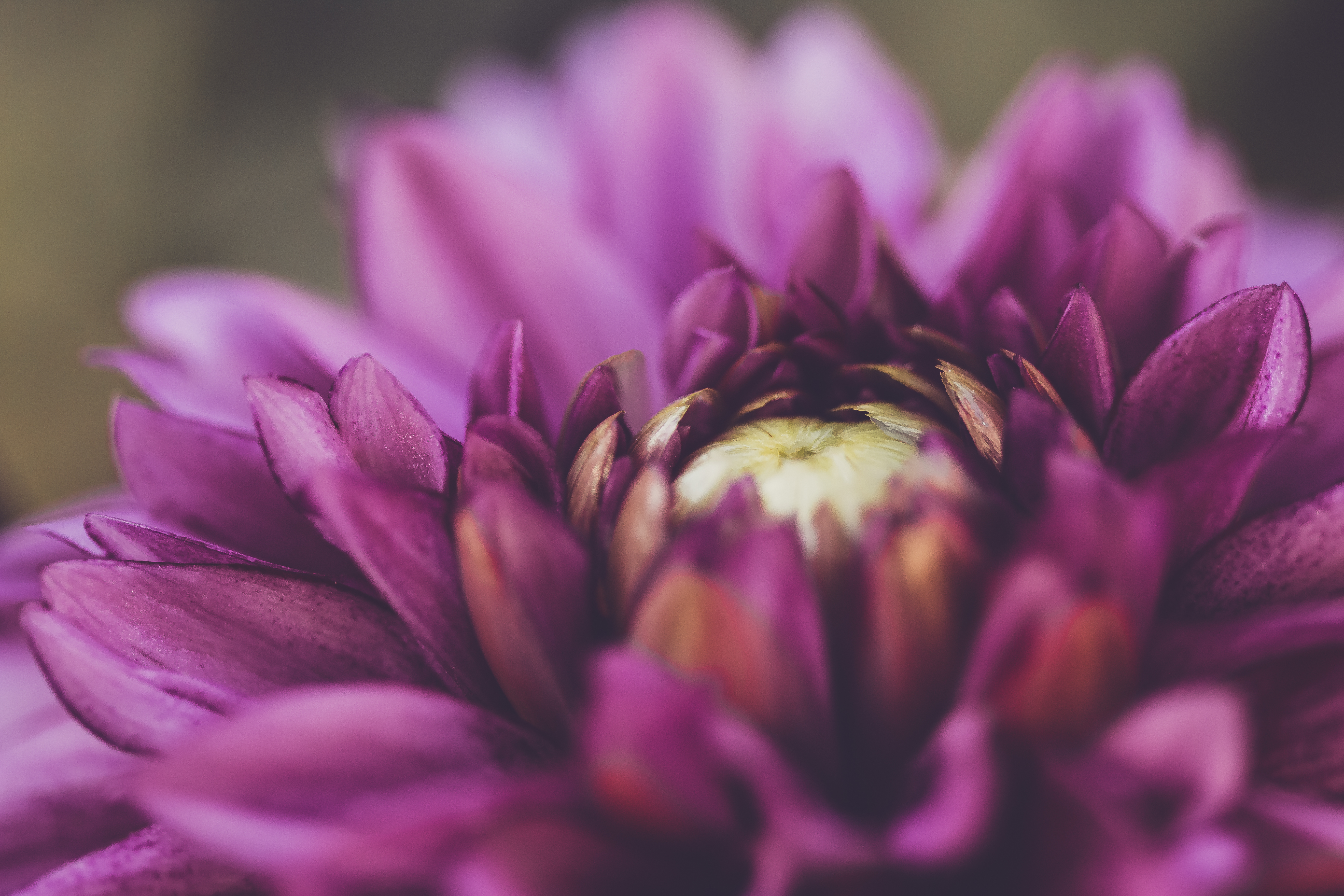 Фото бесплатно обои фиолетовый цветок, макро, лепестки