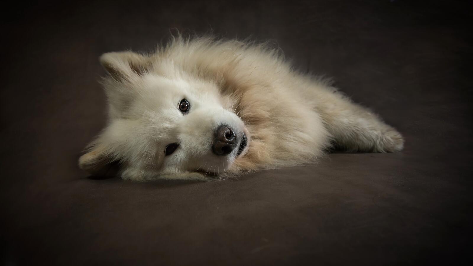 Free photo A fluffy puppy lying down and looking at the camera
