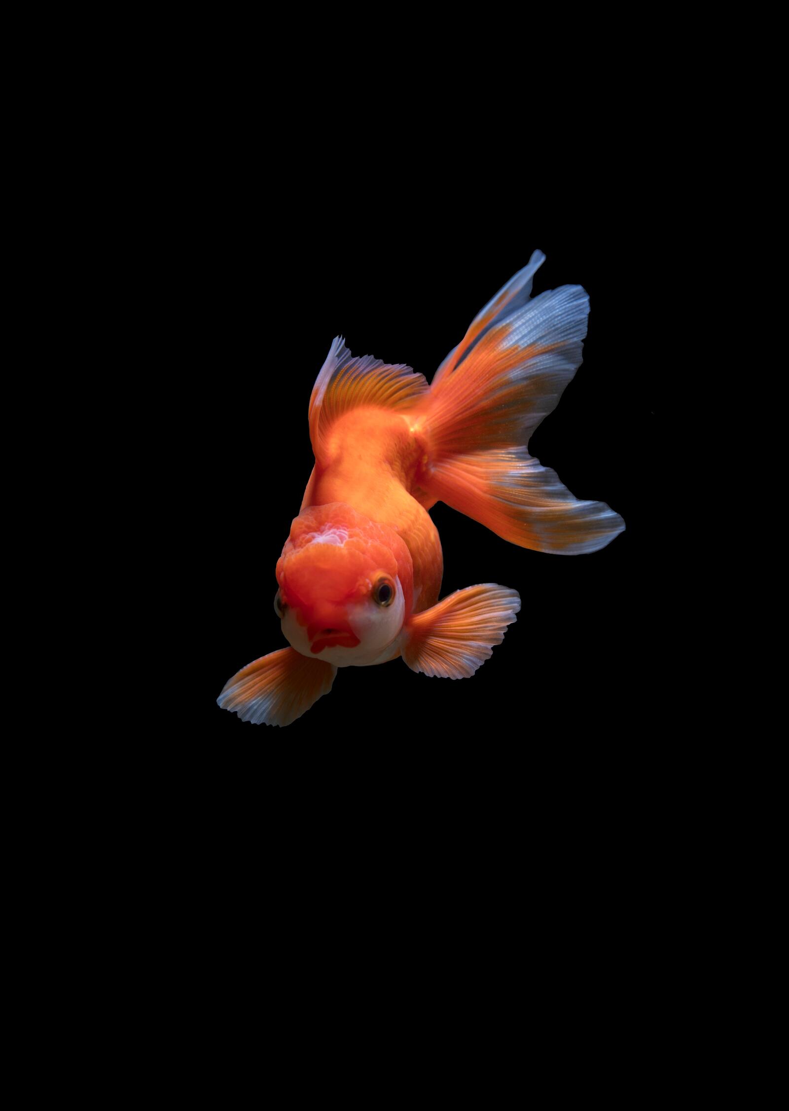 Бесплатное фото Золотая рыбка на черном фоне