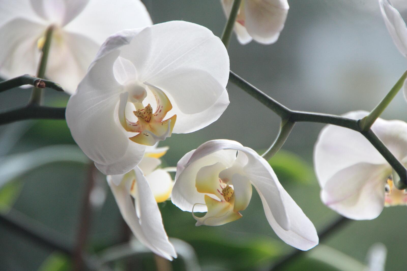 Free photo Dendrobium in white